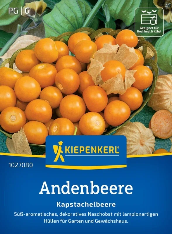 Andenbeere Kapstachelbeere, süß-aromatisch – dekoratives Naschobst – Garten u. Gewächshaus