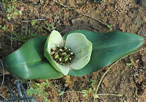 Androcymbium burchelii