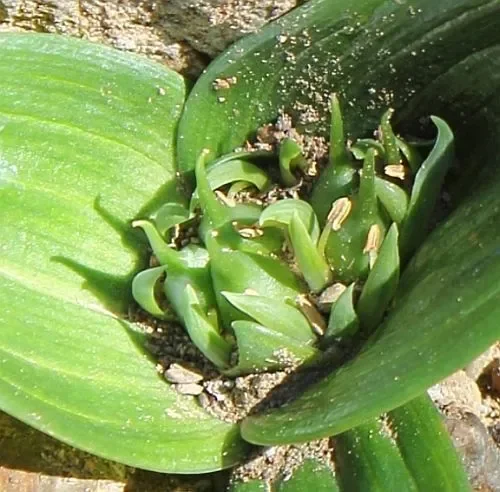 Androcymbium cupisdatum