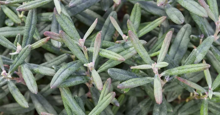 Andromeda polifolia ‚Blue Ice‘