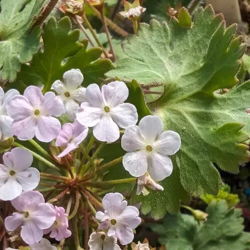 Androsace Geraniifolia