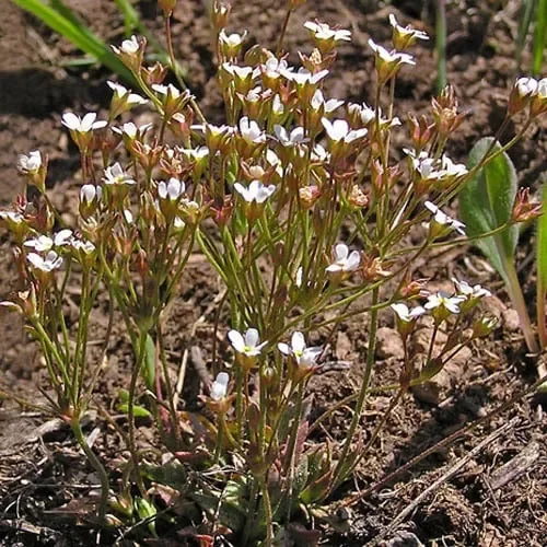 Androsace Septentrionalis
