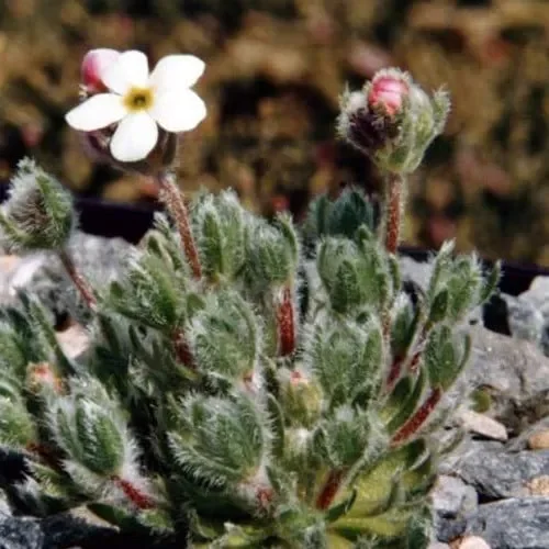Androsace Strigillosa