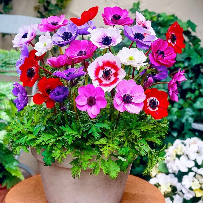 Anemone ‚De Caen‘ Mischung