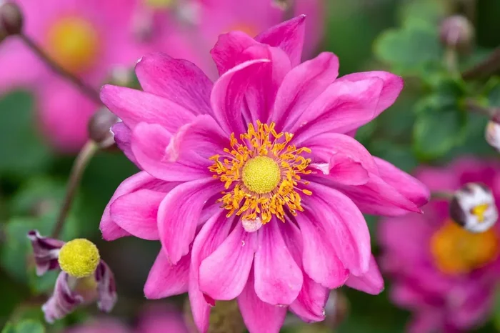 Anemone ‚Garden Breeze Rosy Red‘ ® (Herbst-Anemone)