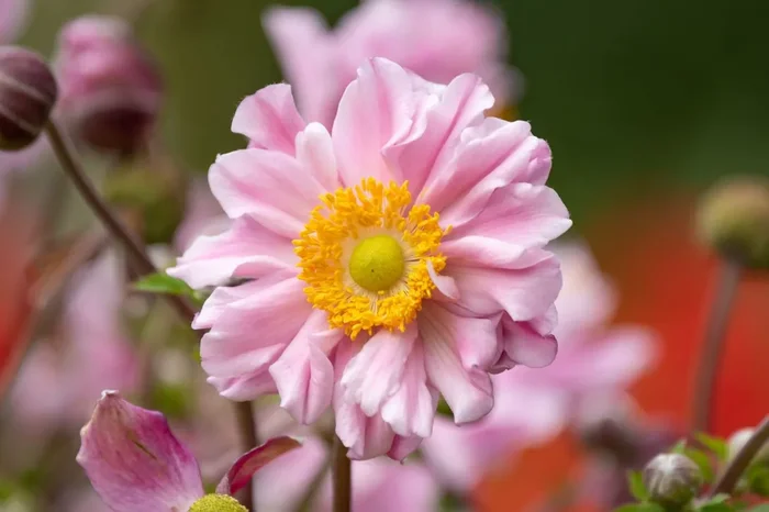 Anemone ‚Garden Breeze Whirlwind Pink‘ ® (Herbst-Anemone)