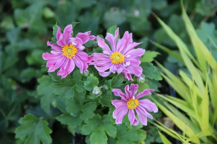 Anemone ‚Pretty Lady Emily‘ ® (Herbstanemone)