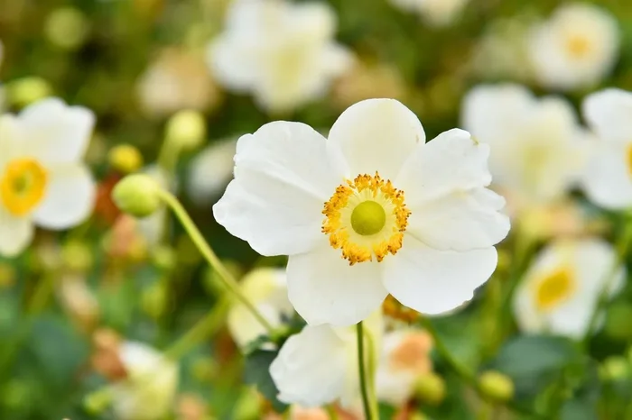 Anemone ‚Summer Breeze Snow‘ (Herbst-Anemone)