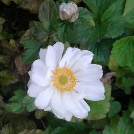 Anemone (Anemone ‚Whirlwind‘)