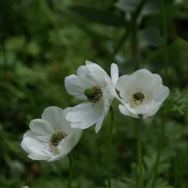 Anemone (Anemone coronaria ‚Bride‘)