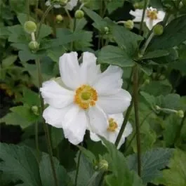 Anemone (Anemone japonica) Andrea Atkinson