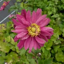 Anemone (Anemone japonica) Rotkäppchen