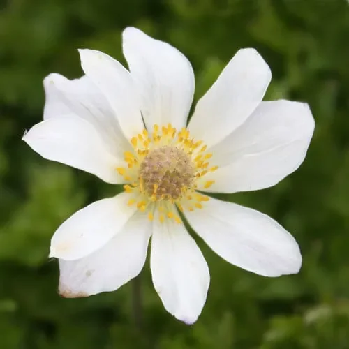 Anemone Baldensis