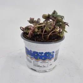 Anemone Blanda Blue Shade 9 cm Topf