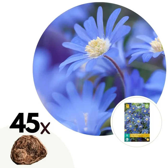 Anemone Blue Shades – Set of 45 – Greek Windflower