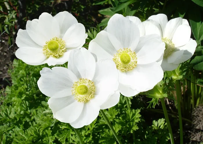 Anemone coronaria ‚The Bride‘ (Kronen-Anemone)