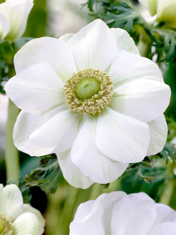 Anemone de Caen Die Braut