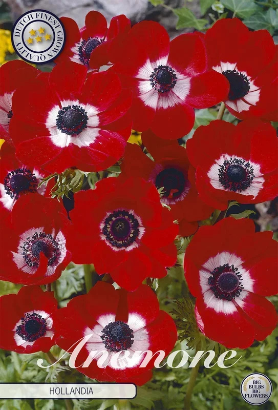 Anemone Hollandia (20 Stück)