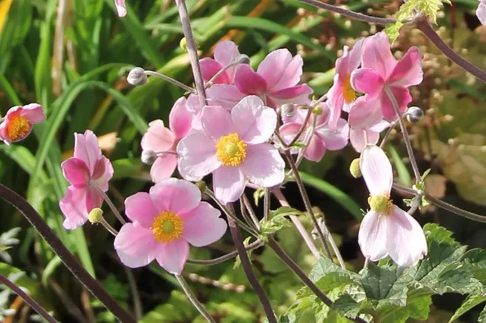 Anemone hupehensis ‚September Charm‘ (Herbstanemone)
