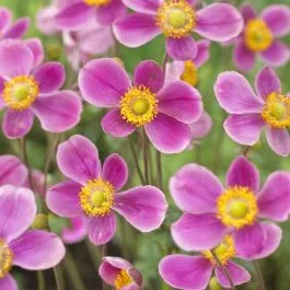 Anemone Hupehensis Splendens