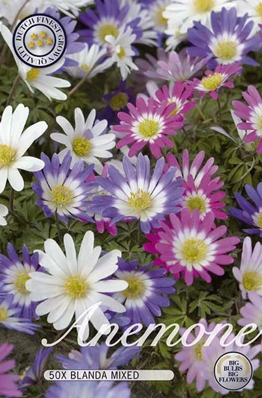 Anemone Mix (50 Stück)