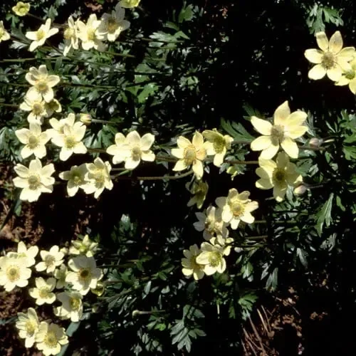 Anemone Multifida