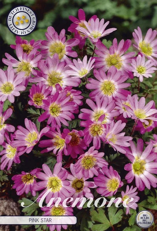 Anemone Pink Star (10 Stück)
