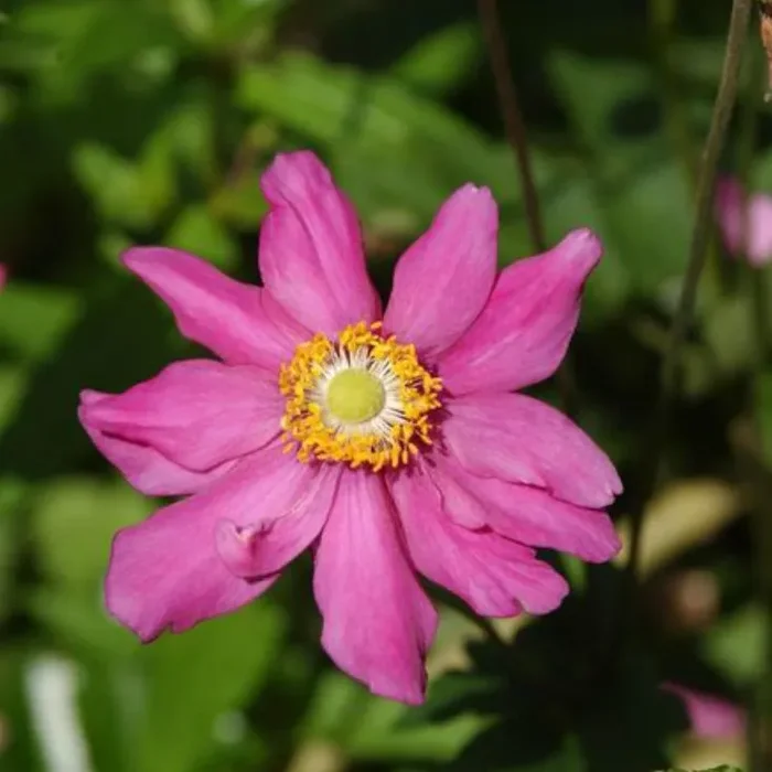 Anemone Prinz Heinrich – japonica Hybride