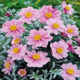 Anemone Serenada Rosa x 3