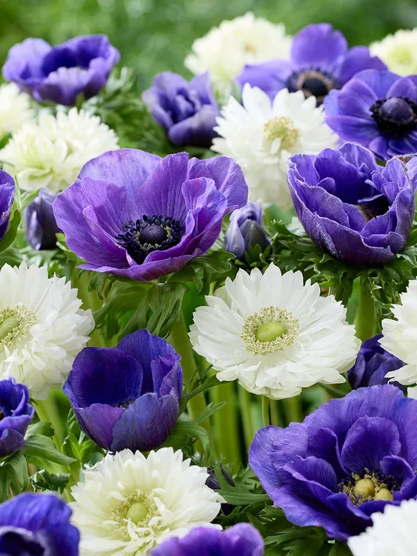 Anemone White Blues Kollektion