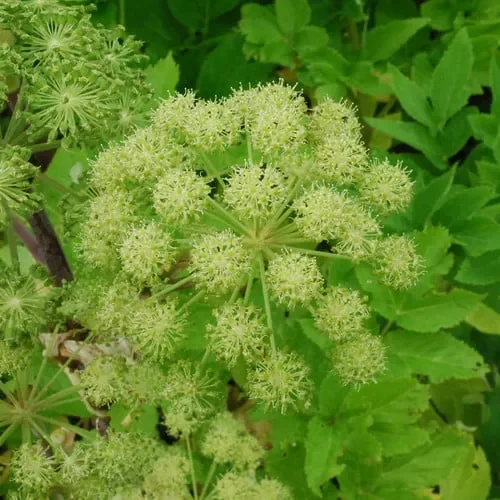 Angelica Taiwaniana