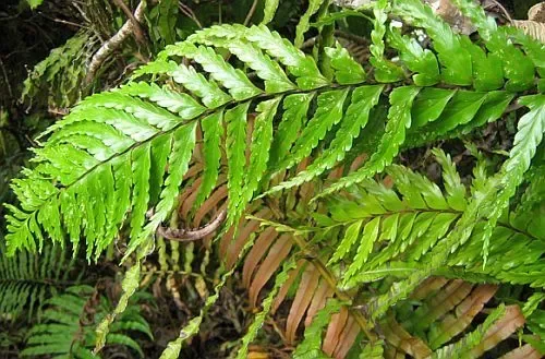 Angiopteris evecta