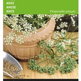 Anijs