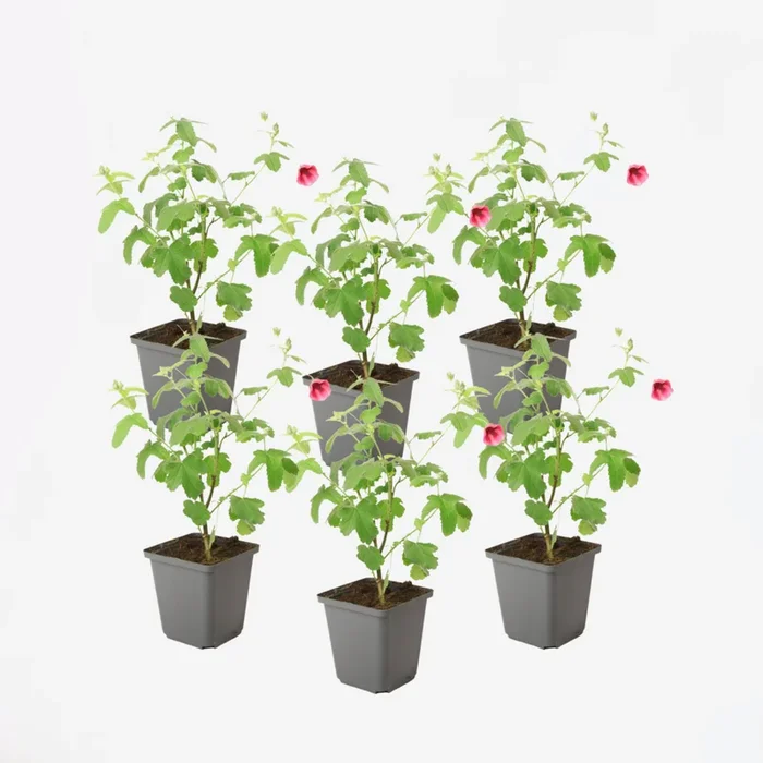 Anisodontea capensis – Mallow – Set of 6 – Pink