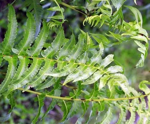 Anisogonium esculentum