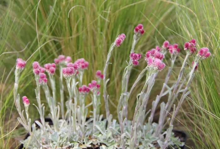 Antennaria dioica ‚Rubra‘ (Garten-Katzenpfötchen)
