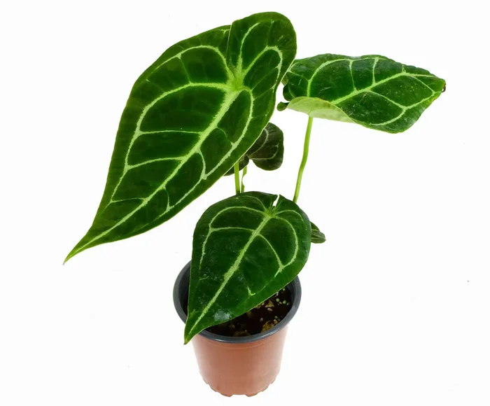 Anth. Amazon King Stripes ‚Inverse‘