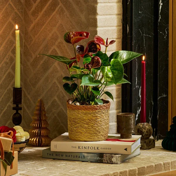 Anthurium ‚Essencia Dark‘