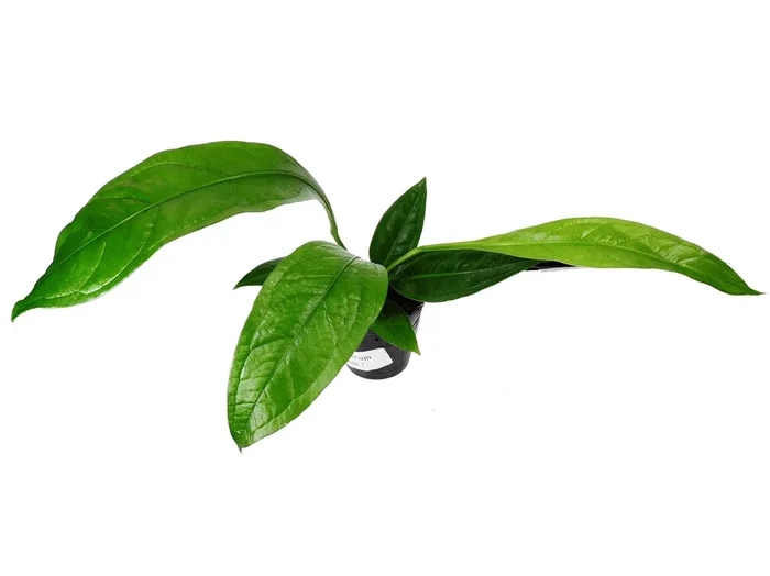 Anthurium acaule ‚No. 7‘