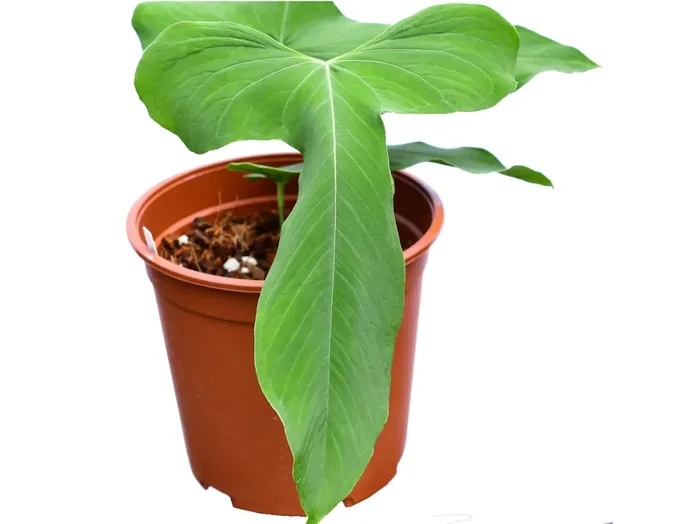 Anthurium argyrostachyum ‚Goat‘