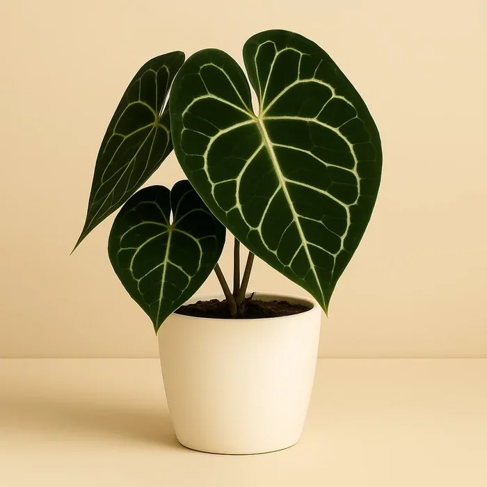 Anthurium Clarinervium – 30cm