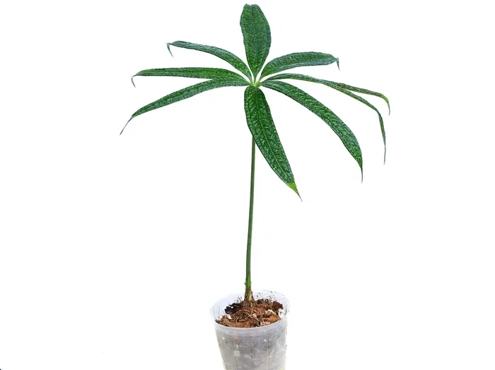 Anthurium croatii ‚Corrugado‘