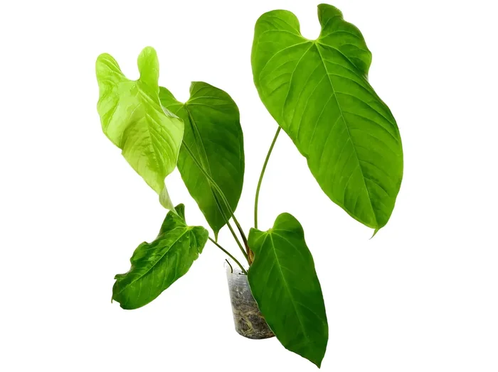 Anthurium cupulispathum ‚Green Sinus‘