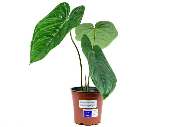 Anthurium Esmerald Beast