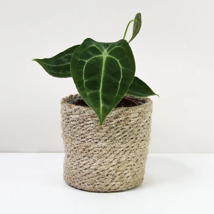 Anthurium Forgetii ‚White Stripes‘
