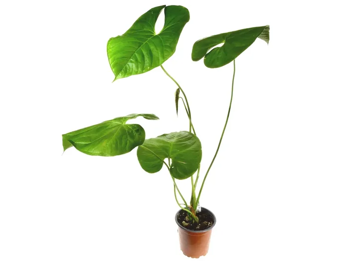 Anthurium gymnopus ‚Purple‘