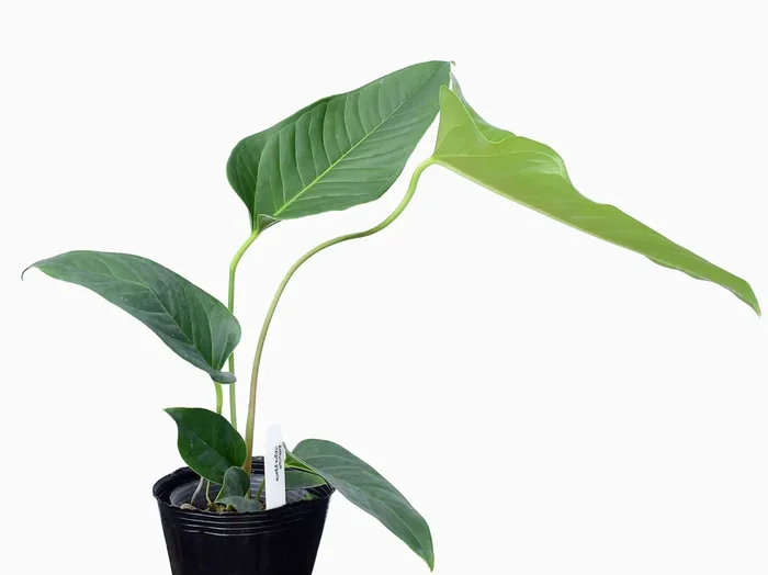 Anthurium insigne ‚Gigante‘