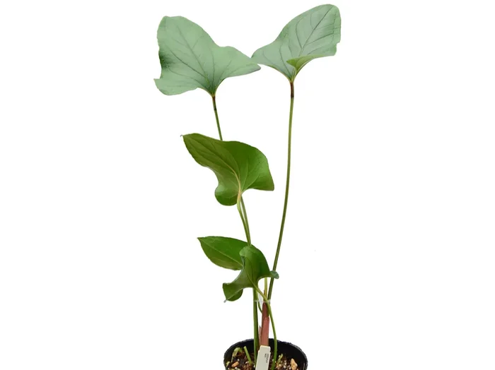 Anthurium lentii