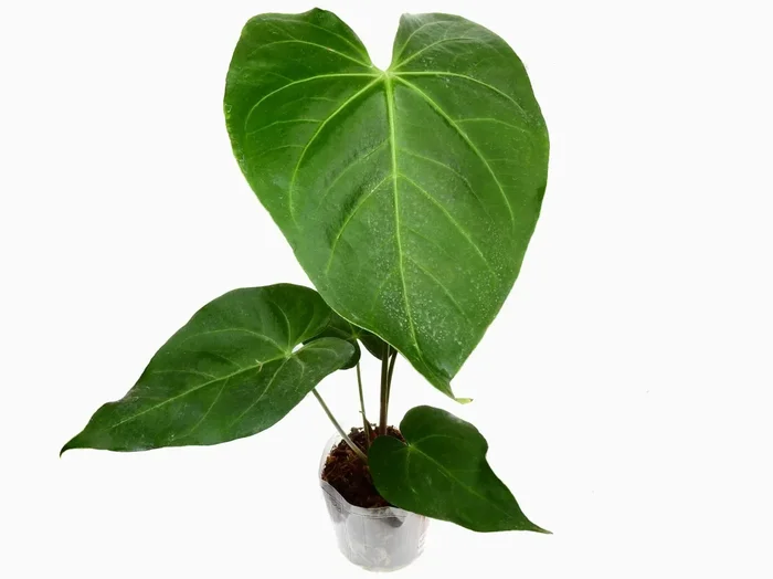 Anthurium magnificum cf.