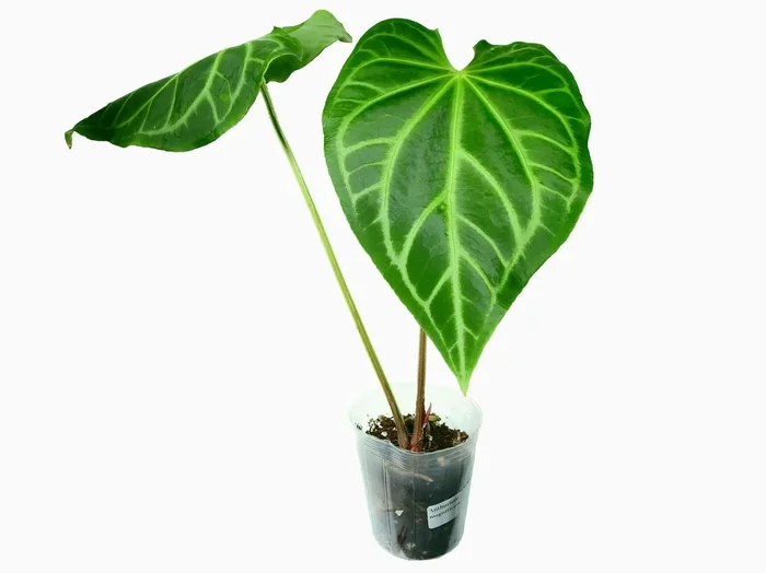 Anthurium magnificum